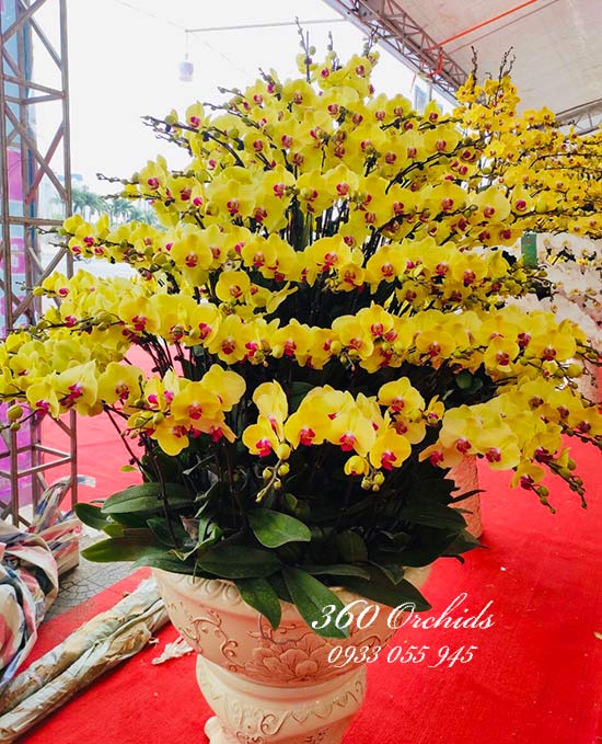 Chậu lan hồ điệp vàng - khởi đầu