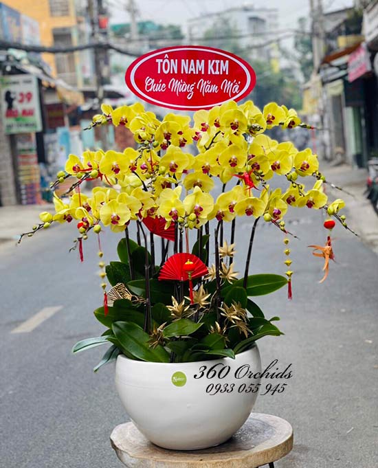 Chậu lan hồ điệp vàng - phát tài