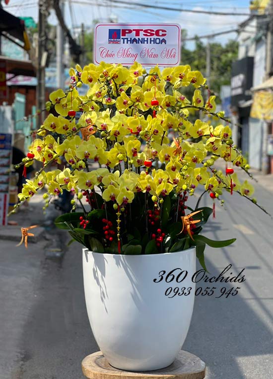 Chậu lan hồ điệp vàng - Xuân yêu thương