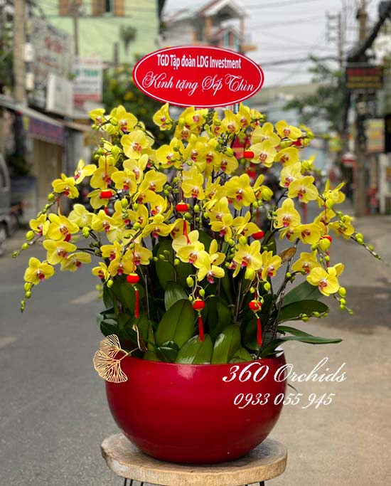 Chậu lan hồ điệp vàng - Đắc lộc