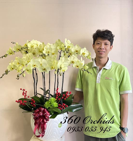 Chậu lan hồ điệp xanh bơ - Mãi luôn hạnh phúc