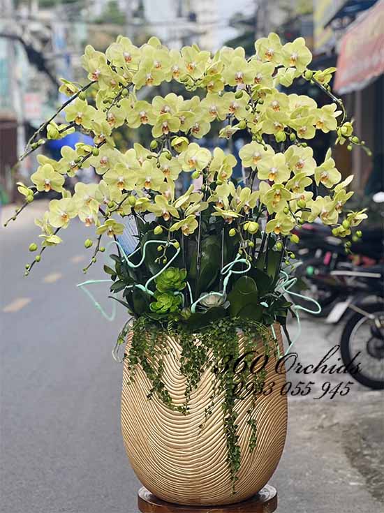 Chậu lan hồ điệp vàng - Phúc an khang