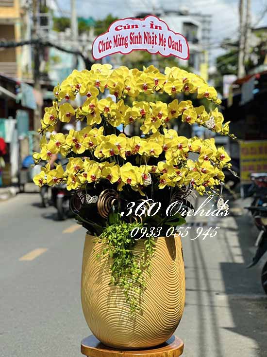 Chậu lan hồ điệp vàng - Hoa khai phú quý