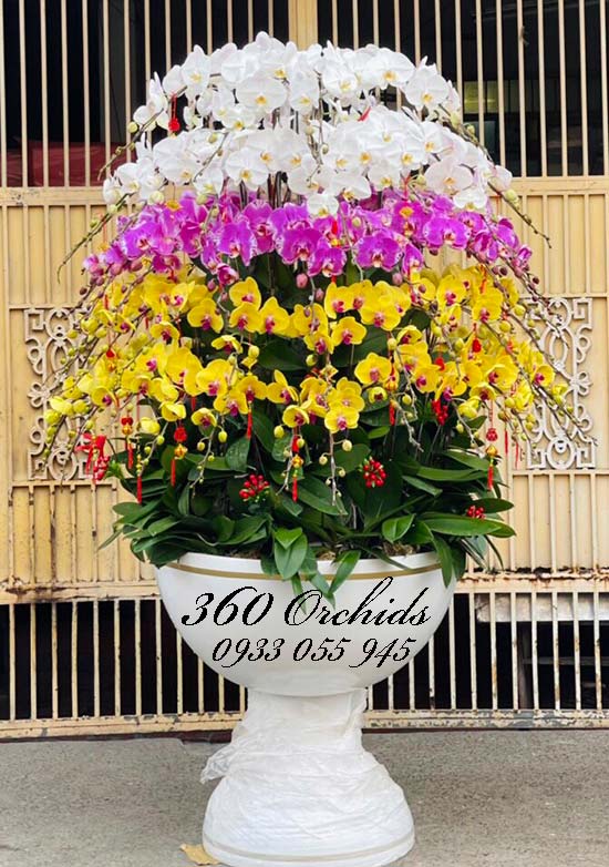 Chậu lan hồ điệp tết - rước hên vào nhà