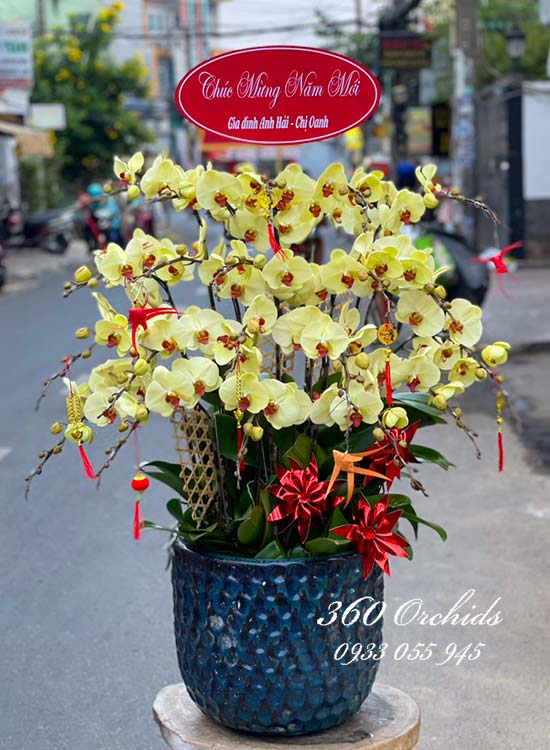 Chậu lan hồ điệp vàng công danh tấn tới