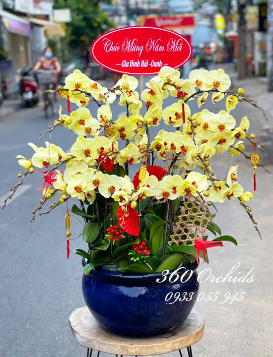 chậu lan hồ điệp vàng sung túc