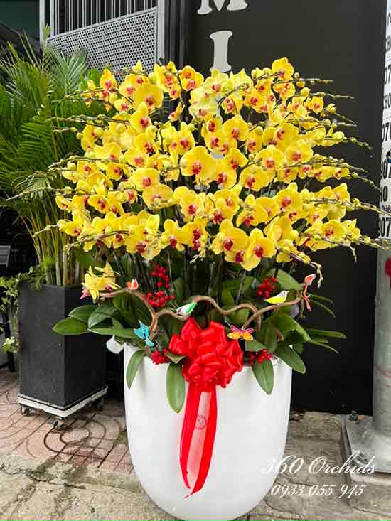 Chậu lan hồ điệp vàng - Hân hoan