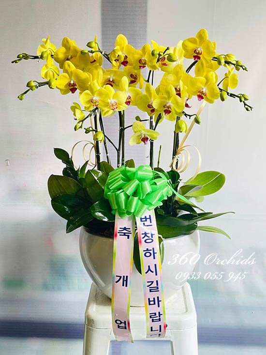 Chậu lan vàng mừng khai trương - Muôn điều thuận lợi
