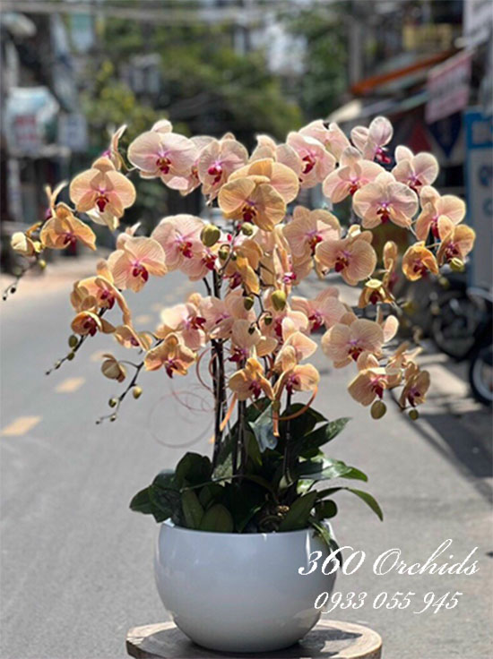 Chậu lan hồ điệp vàng - Sắc xinh