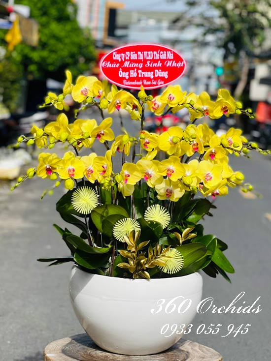 Chậu lan hồ điệp vàng - Ngày yên bình