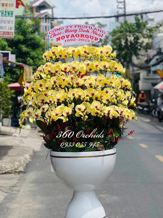 Chậu lan hồ điệp vàng - Đỉnh cao danh vọng