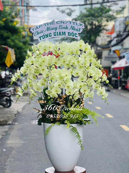 Chậu lan hồ điệp xanh bơ - Vẹn tròn tuổi xanh