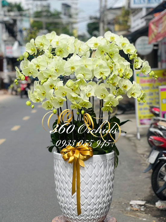 Chậu lan hồ điệp xanh bơ - Tình ca ngày nắng