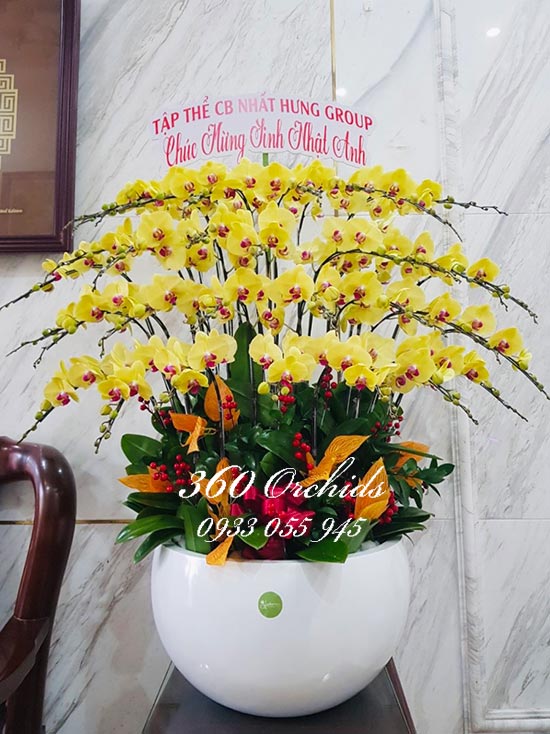 Chậu lan hồ điệp vàng - Thịnh vượng đời đời