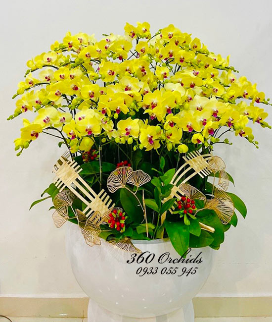 Chậu lan hồ điệp vàng - Phú quý vạn gia