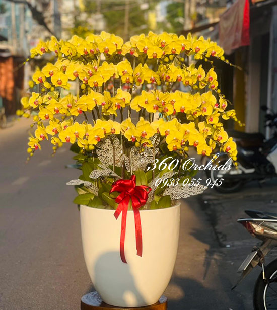 Chậu lan hồ điệp vàng - Năm mới phát tài