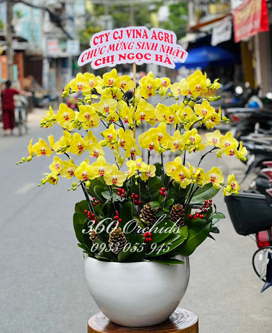 Chậu lan hồ điệp vàng - Hoàng kim
