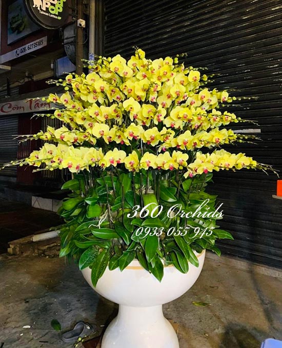 Chậu lan hồ điệp vàng - Năm mới sung túc