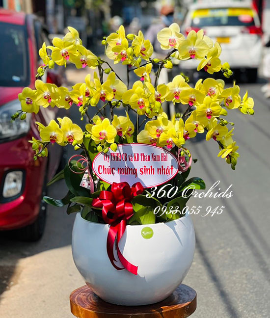Chậu lan hồ điệp vàng -Vạn sự như mơ