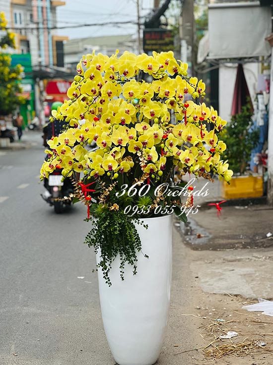Chậu lan hồ điệp vàng - Lộc đến nhà nhà
