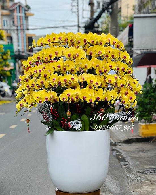 Chậu lan hồ điệp vàng - Tiền tài dồi dào