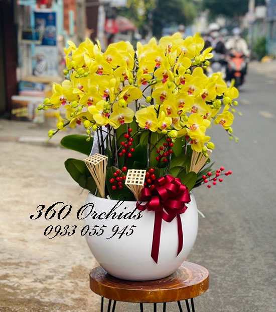 Chậu lan hồ điệp vàng - Sung túc