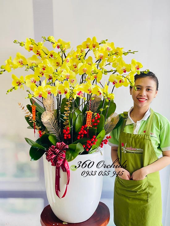 Chậu lan hồ điệp vàng - Vinh hoa phú quý