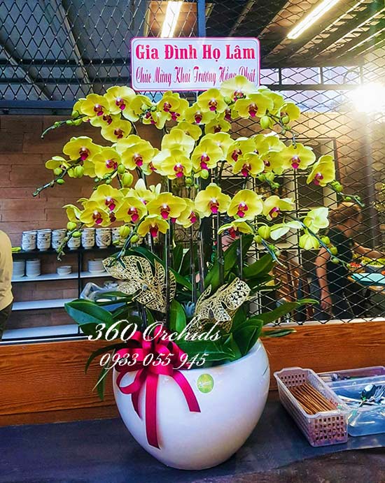 Chậu lan hồ điệp vàng - Thịnh vượng phát tài