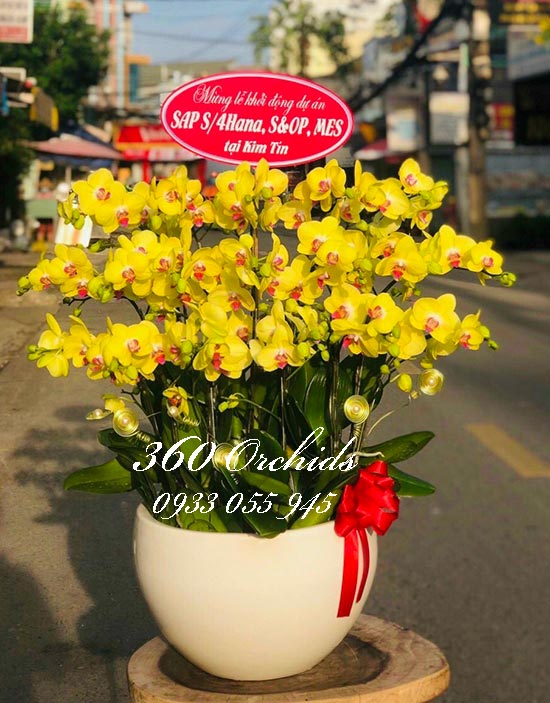 Chậu lan hồ điệp vàng - Khởi sự tốt đẹp
