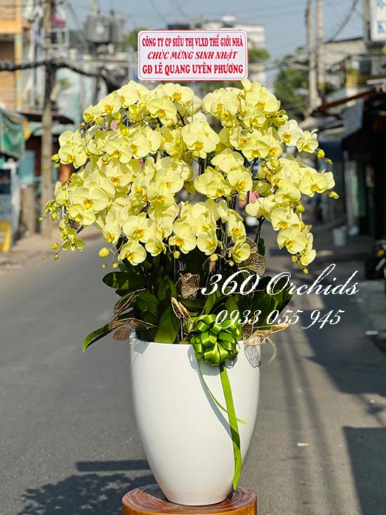 Chậu lan hồ điệp xanh táo - Tài hoa uyên bác
