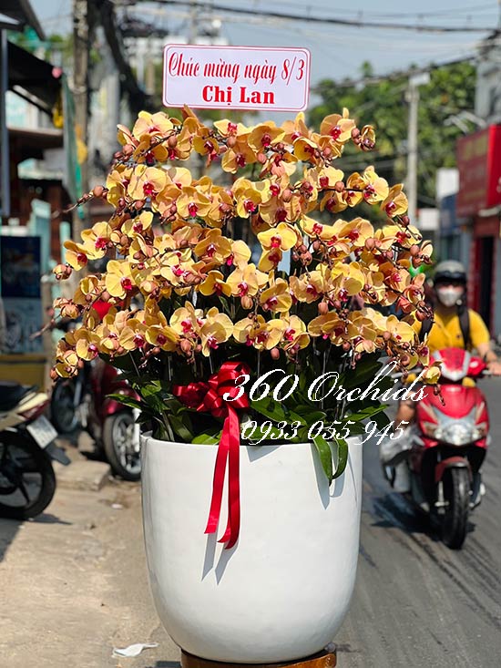 Chậu lan hồ điệp vàng - Vạn lần an khang