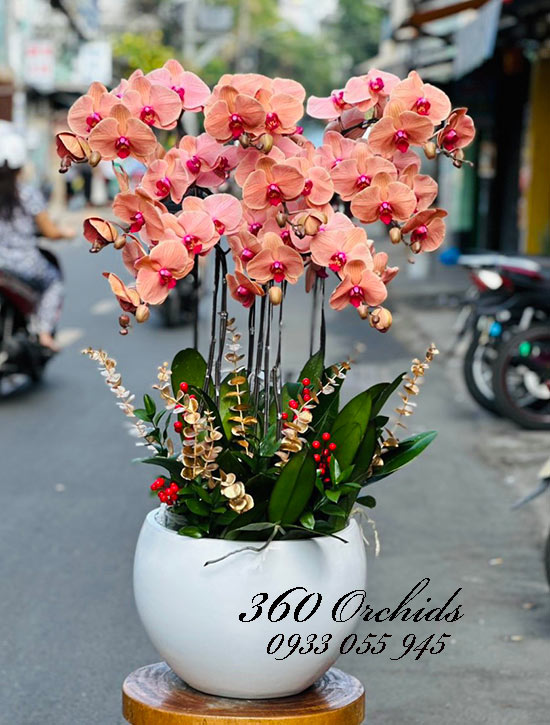 Chậu lan hồ điệp cam - Song phương nhất hướng