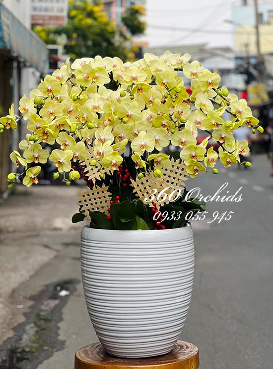 Chậu lan hồ điệp vàng - Cuộc sống giàu sang
