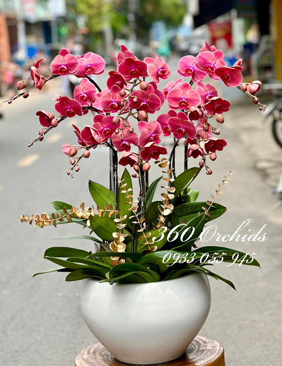 Chậu lan hồ điệp cam - Ngày ngày tiến lên