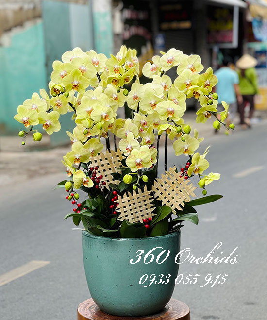 Chậu lan hồ điệp vàng - Nụ cười tỏa nắng