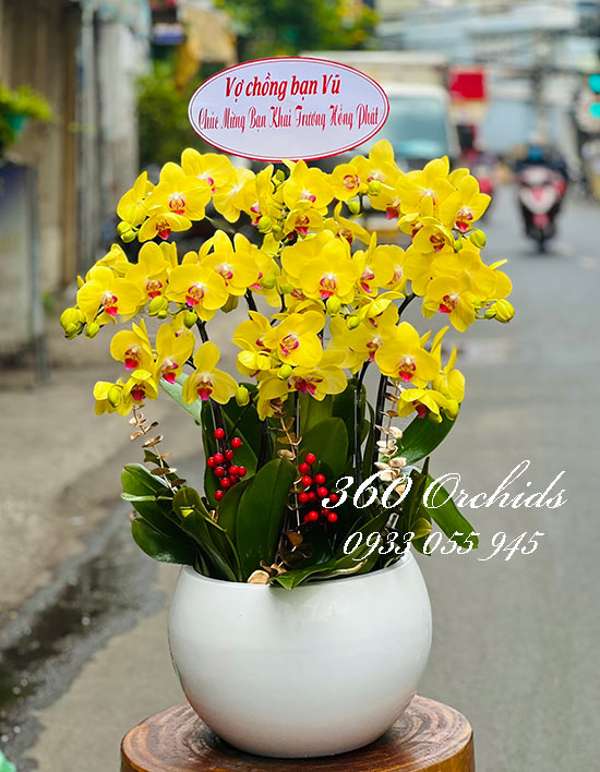Chậu lan hồ điệp vàng - Vạn sự hồng phát