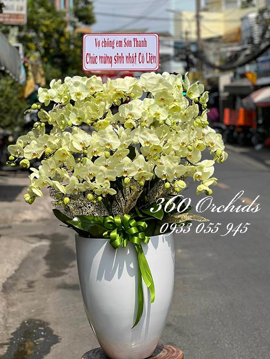 Chậu lan hồ điệp xanh bơ - Hơn cả yêu thương