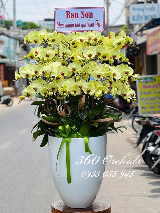 Chậu lan hồ điệp vàng - Sum vầy hạnh phúc