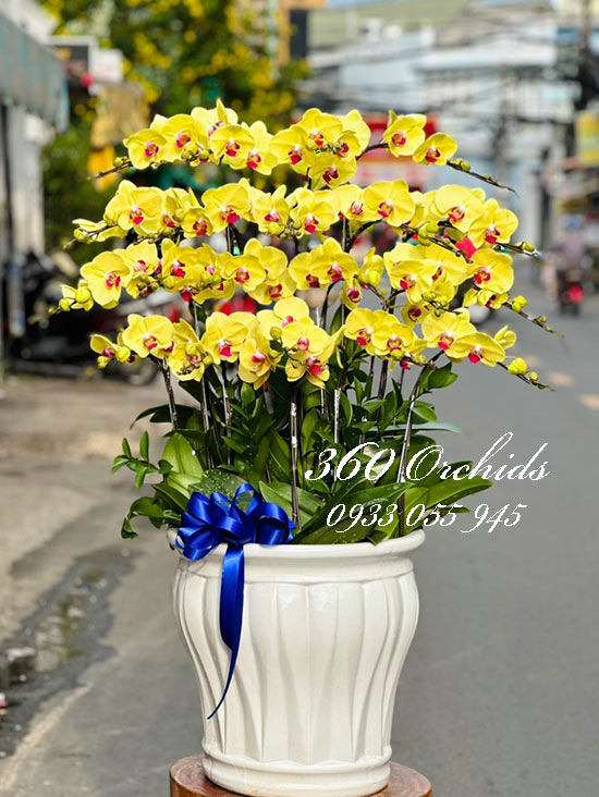 Chậu lan hồ điệp vàng - Năm tháng rực rỡ