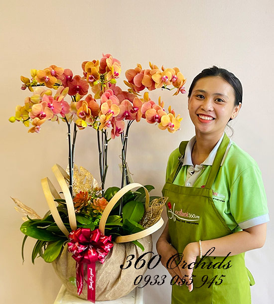 Chậu lan hồ điệp cam - Vẻ đẹp thanh lịch