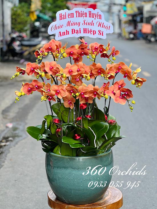 Chậu lan hồ điệp cam - Đường đời vinh hoa