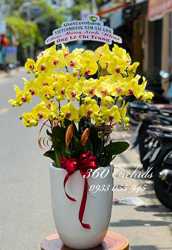 Chậu lan hồ điệp vàng - Một đời vinh quang