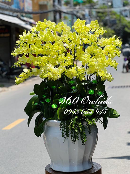 Chậu lan hồ điệp vàng - Nắng lên rực rỡ