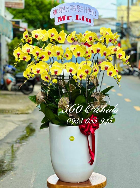 Chậu lan hồ điệp vàng - Điểm sáng tương lai