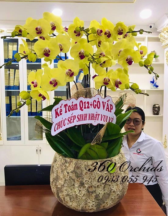Chậu lan hồ điệp vàng - Mộng phú quý