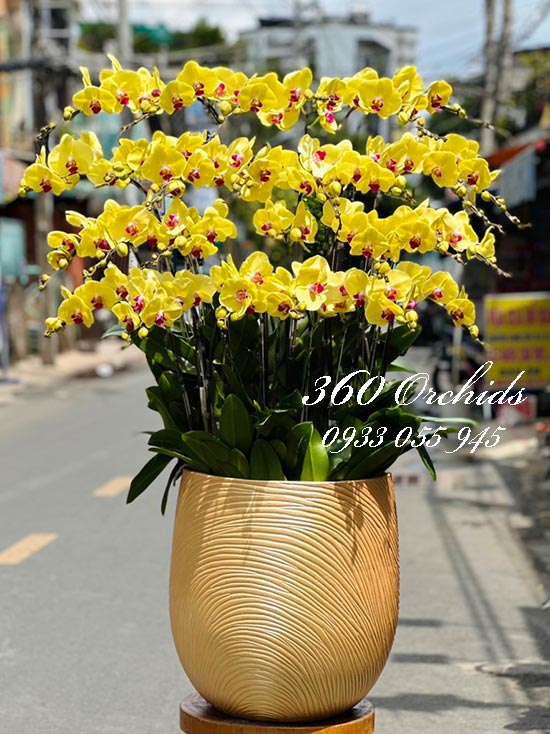 Chậu lan hồ điệp vàng - Ngày một vinh hoa