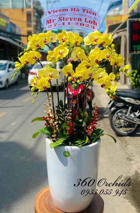 Chậu lan hồ điệp vàng - Sung túc trọn đời