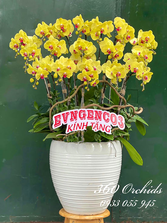Chậu lan hồ điệp vàng - Tiền vàng đầy túi
