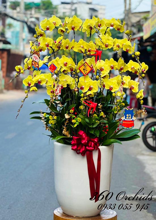 Chậu lan hồ điệp vàng - Phú quý lộc vàng