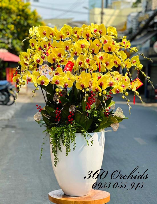 Chậu lan hồ điệp vàng - Đại lộ cát tường